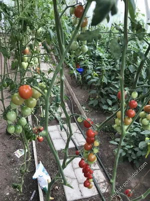 Rapunzel Hybrid Tomato | Growing tomatoes from seed, Rapunzel tomato,  Tomato seeds