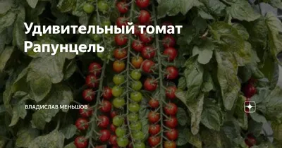 Черри-томат «Рапунцель косы золотые» от Уральский Дачник - YouTube