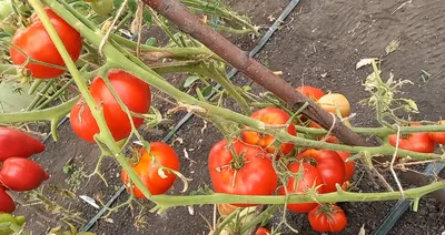 Семена томат ВИШНЯ РОЗОВАЯ (Рапунцель), 0,05г купить оптом или розницу.  Выгодные цены