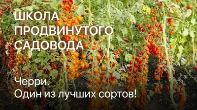 Семена томат Уральский дачник рапунцель косы золотые 19129 1 уп. - отзывы  покупателей на Мегамаркет