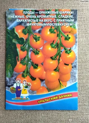 Как вырастить помидор Рапунцель в домашних условиях, описание