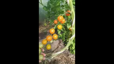 Купить томат жемчужина садовая Валуйки семена и саженцы низкая цена