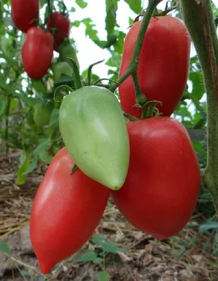 СЕМЕНА ПОЧТОЙ Любовь on Instagram: \"🍅🍅🍅 РАПУНЦЕЛЬ КОСЫ ЗОЛОТЫЕ  Раннеспелый сорт, период от всходов до созревания всего 89-94 дня. Сорт  превосходно может возделываться как в открытом грунте, так и в теплицах.  Растение