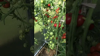Томат Рапунцель косы золотые черри от Уральский дачник - «Это не Рапунцель  из сказки, это куст с шикарными черриками🍅» | отзывы