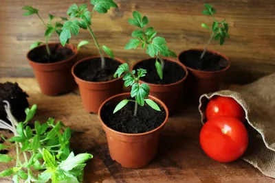 Кто садит помидоры на рассаду в январе и зачем. Благоприятные дни по  лунному календарю в 2024 году