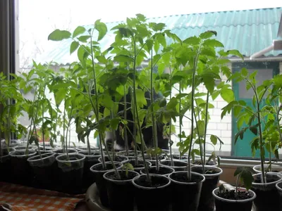 Почему у рассады томатов становится тонкий и длинный стебель: как спасти,  чем полить