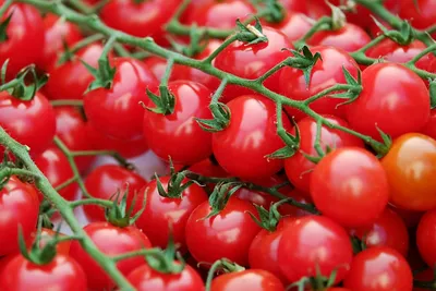Советы огородникам Бурятии. Когда сажать помидоры на рассаду - Общество -  Новая Бурятия