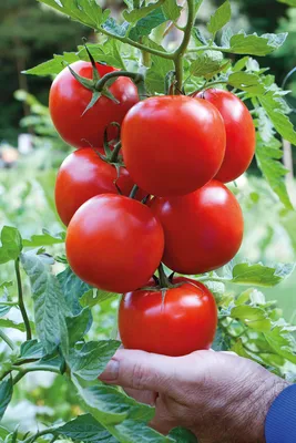 Посев томатов на рассаду - это просто