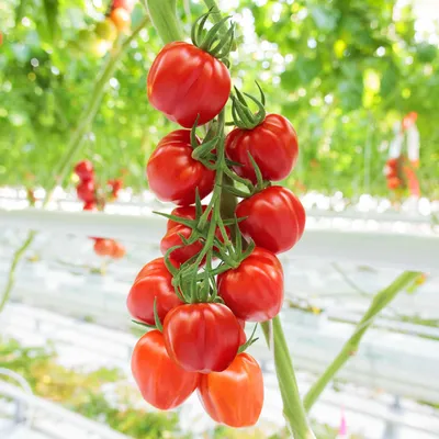 ᐉ Как сажать рассаду помидор? Эффективное использование стеллажей для  выращивания рассады.