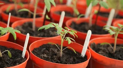 Как вырастить рассаду помидор — Когда сеять, чем подкормить чтобы вырастить  здоровую рассаду томатов | KVITOFOR