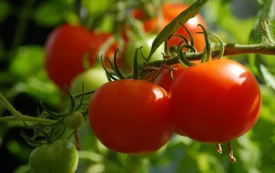 Рассада помидор — Фото №1434697