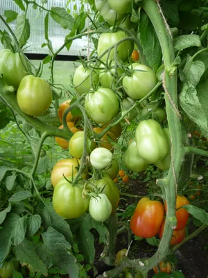 🍅Рассада помидоров: высадка в теплицу, полив и подкормка. Подкормка и  полив рассады