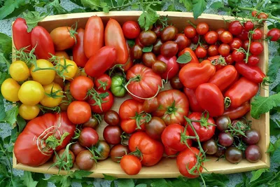 Выращивание рассады помидоров | Огород, Сад, Помидоры