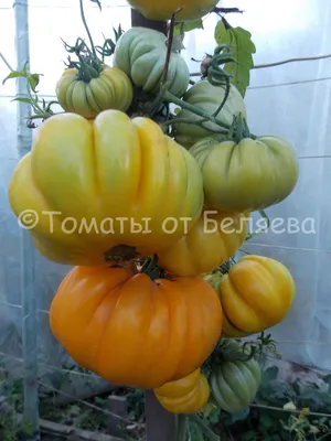 Томат Красный ребристый • Описание, ОТЗЫВЫ, фото, семена, купить