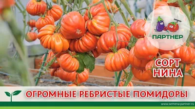 Томат Измаильский ребристый, семена | ОГОРОД.сайт