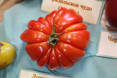 Томат Американский ребристый розовый - купить семена овощей с доставкой по  Украине в магазине Добродар