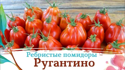 ОГРОМНЫЕ РЕБРИСТЫЕ ПОМИДОРЫ. СОРТ НИНА. - YouTube