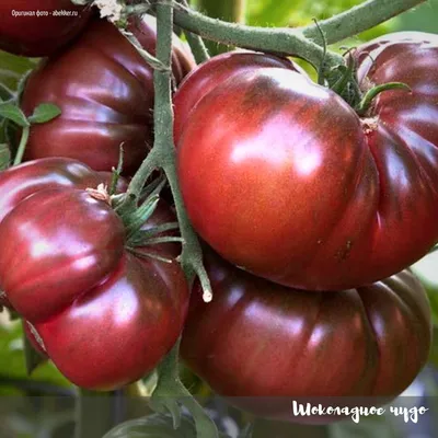 Томат Измаильский ребристый (Ismail's Ribbed)