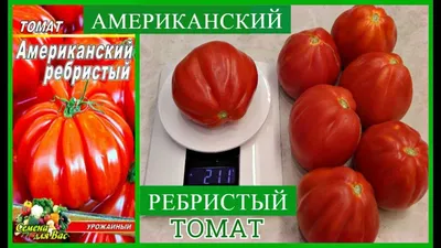 Ребристые