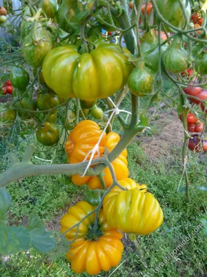 Порадуют дачников: 5 необычных сортов помидоров с вкусными плодами