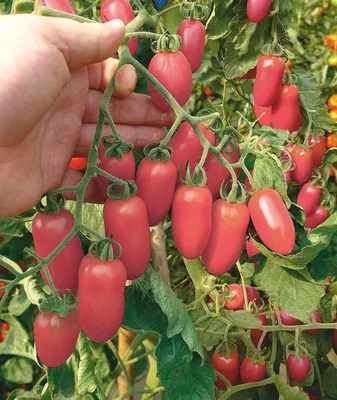 Розовый Фламинго перцевидный.jpg - Семенной фонд - tomat-pomidor.com