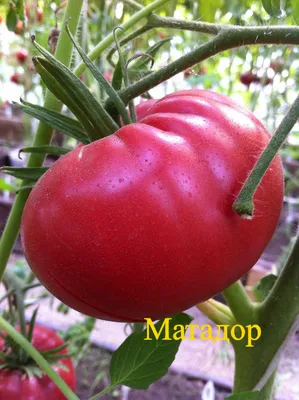 Томат Розовый чемпион 0.15 г Gl Seeds - купить по лучшей цене в  Днепропетровской области от компании \"Agroretail.com.ua\" - 1744141687