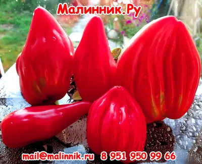 Томаты самоопыляемые - купить семена из питомника с доставкой по Беларуси
