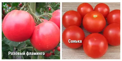 Желтые, розовые, красные и черные: секреты урожайности томатов — Soncesad  Желтые, розовые, красные и черные: секреты урожайности томатов — Soncesad
