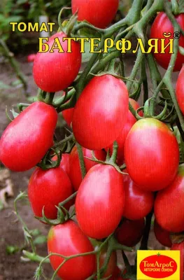 РОЗОВОПЛОДНЫЕ ТОМАТЫ - mydobro seeds