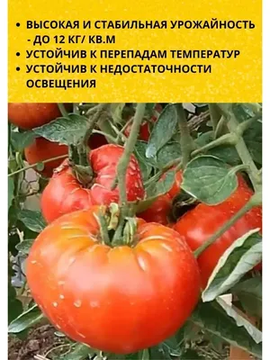 Сибирский сад Семена Томатов Хлебосольные детерминантные открытого грунта