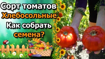 Хлебосольные хозяйки - \"Шикарные помидоры\" автор Марина Гармаш  (https://vk.com/id164234078) Вот уже на протяжении 30 лет наша семья отдает  предпочтение этому рецепту.Название соответсвует,рекомендую!!! В этом году  внесла свою нотку,использовала зерна ...