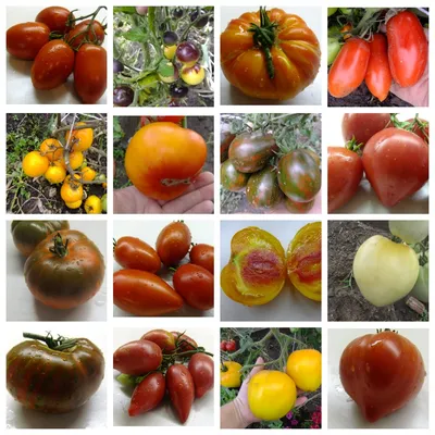 Томат Сибирский сад \"Царский подарок\" - «Вкусные салатные помидоры!» |  отзывы