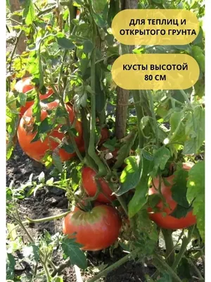 🍅Лучшие сорта томатов 2016. Любимые, вкусные и урожайные помидоры. -  YouTube