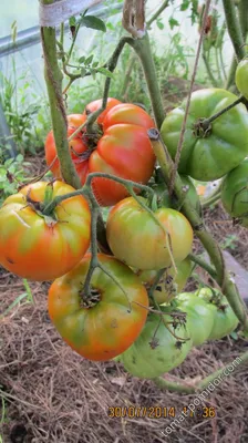Семена томата Батяня Сибирский Сад - «Отличный сорт! Мой фаворит среди  ранних крупных томатов.» | отзывы