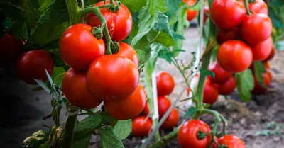 Каталог новых сортов томатов 2018-19 | ОГОРОД.сайт