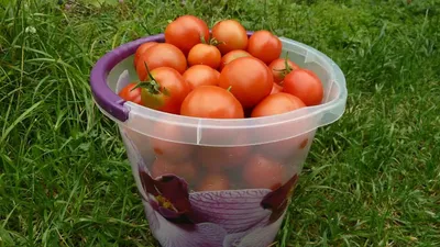 Редкие сорта томатов- смотрели? | ВКонтакте