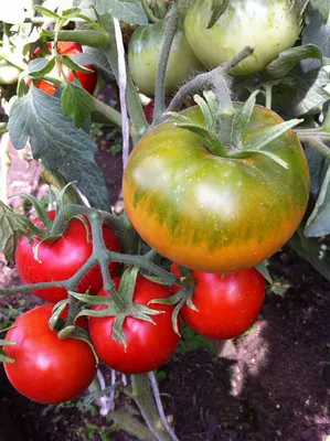 Сорта томатов, хорошо показавшие себя на моем участке в 2021 году |  Валентина Ласкина и ласковый сад | Дзен