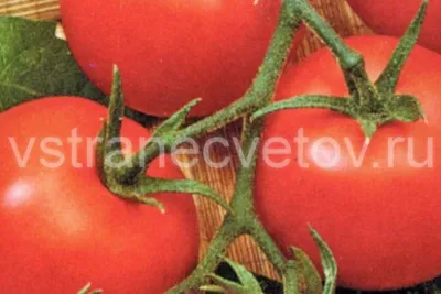 Ответ пользователю @user1300071206435 #семена #сибирскийсад #томаты #с... |  TikTok
