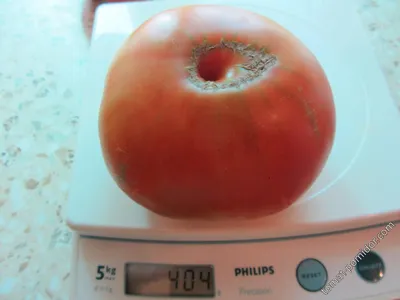 СЕМЕНА ПОМИДОРОВ как заготовить. Как собрать семена томатов в домашних  условиях. - YouTube