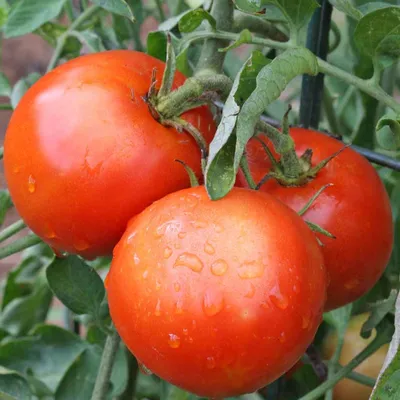 Томаты для открытого грунта | VIP Tomat