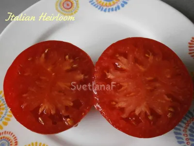 Красные, бордовые, фиолетовые сорта | Экологически чистые семена от  Светланы Филипповой