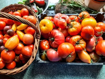 Мои любимые томаты — ВСП.RU
