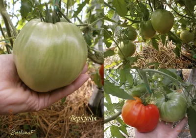 Томат Винсент/Иллюзия. Купить семена экзотических томатов в  интернет-магазине с доставкой почтой.