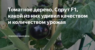 Какие помидоры высаживать в теплицу?