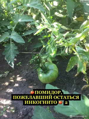 Дача сад огород