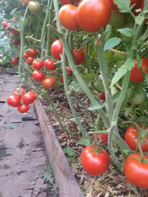 Томат Спрут Сливка Седек Ц – купить за 49 ₽ | Агромагистраль