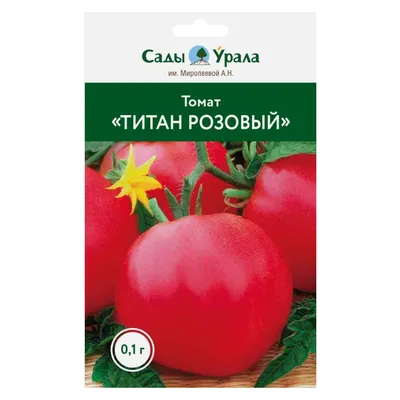 Помидоры титан фото фотографии