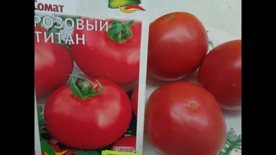Томат \"Титан\" (10 семян).