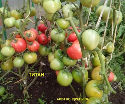 Томат Титан