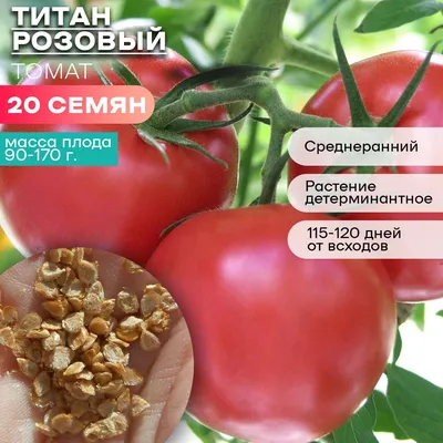 Семена \"Агроуспех\" - томат \"Титан\" - «Выращиваем помидоры для себя. » |  отзывы